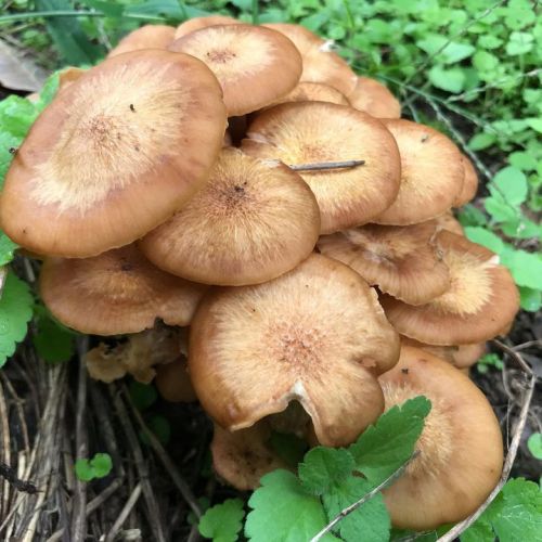 栗の切り株から。
キノコは豊作？
これ...