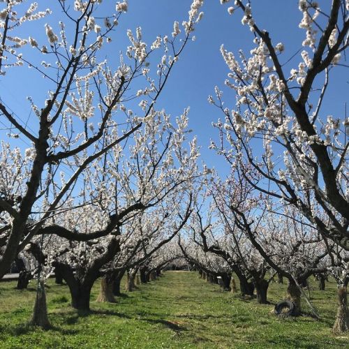 アンズの花、ほぼ満開へ！
今年は、蕾か...