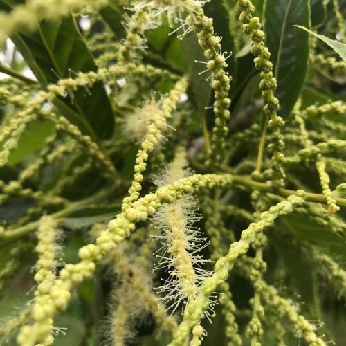 栗は、雄花が開花し始めました。
サワー...