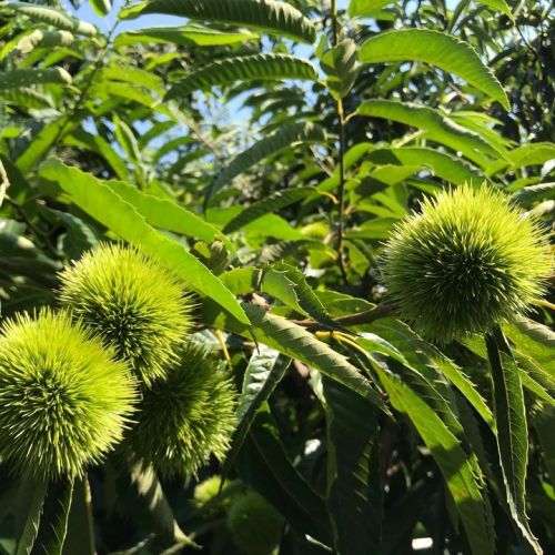 今年の栗イガ、この時期にしては大きめ...