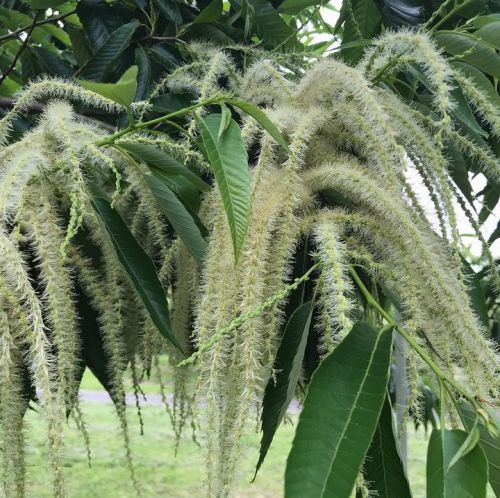 栗の花もうすぐ満開！
#栗の花満開
#銀寄