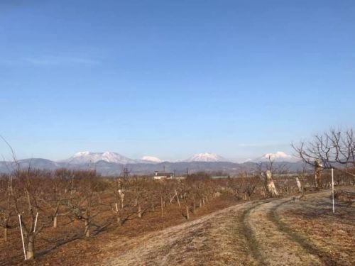 栗の剪定真っ最中🌰
今年はやはり暖冬？...