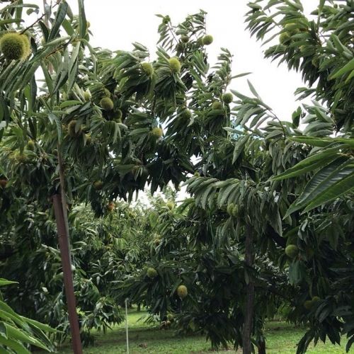 台風17号。
やっぱり能登沖通過する台風...