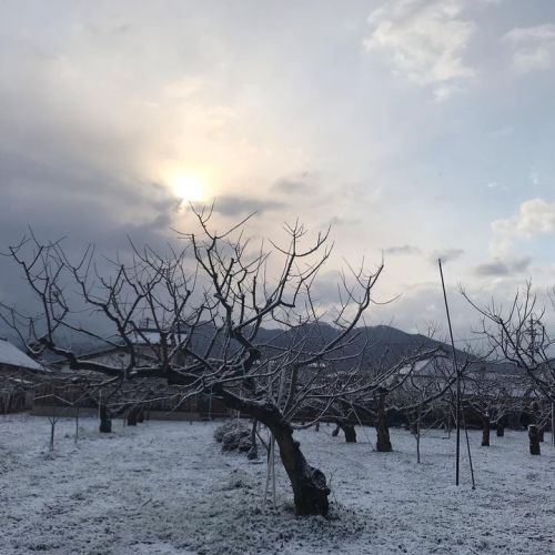 4月の雪。
畑に少し積もりました畑の温...