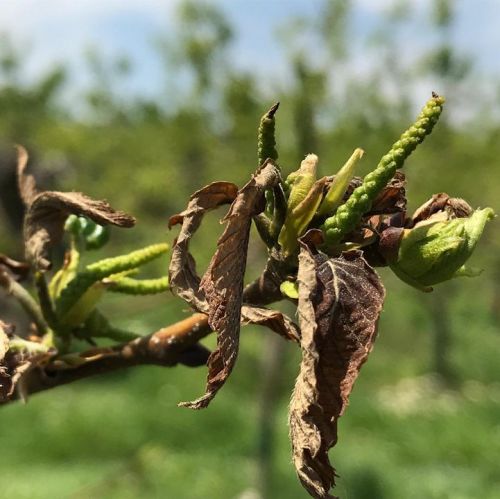 5月8日の遅霜。
栗の若芽がチリチリに、...