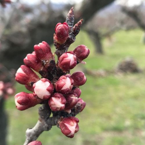 アンズの蕾が膨らんできました。
今週の...