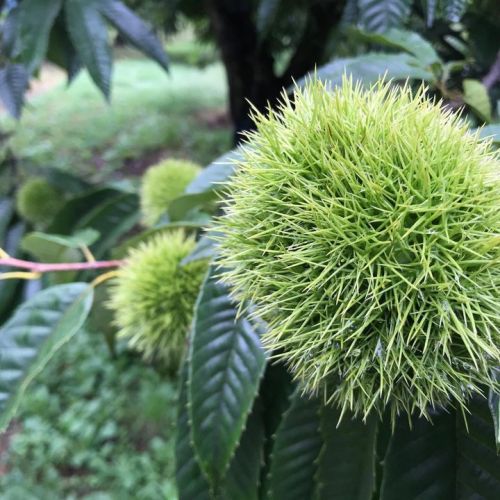 ここ最近、先日までの猛暑は何処へやら...