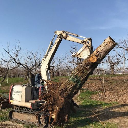 古くなって枯れたしまった栗の木をバッ...