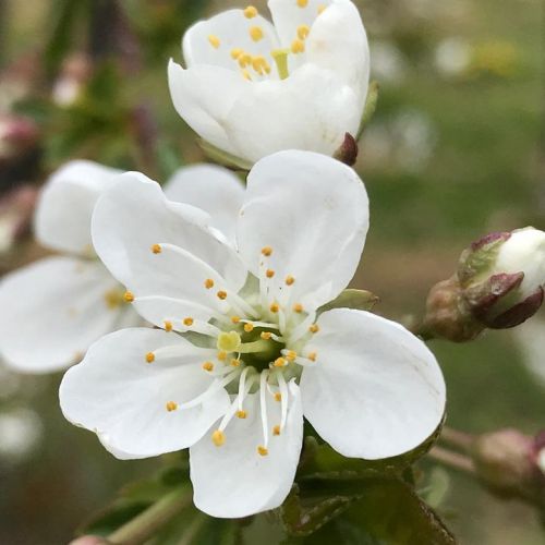 サワーチェリーの花が咲き始めました。
...