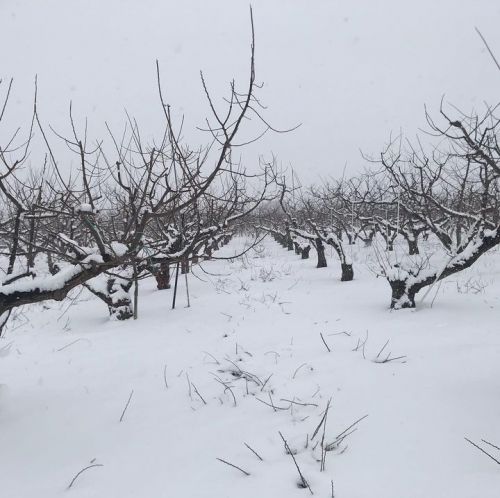 普段の冬になりました。
積雪にビックリ...