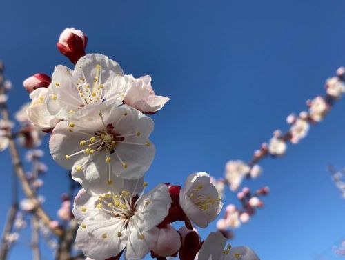 アンズが開花しています。
20℃超えの気...