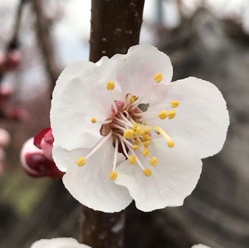 アンズが開花しました。
桜の開花は全国...