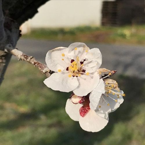 アンズの花が開花しました。
昨年より1...