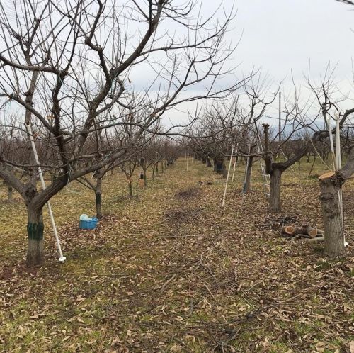 雪無く春近し。

って言うか、もう春だ...