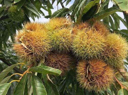 多産系？
兄弟姉妹がいっぱいです。
こ...