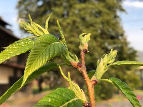栗、あんず、サワーチェリーのいま。
栗...
