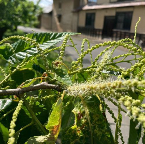 栗、雄花が咲き始めました。
4月下旬の...