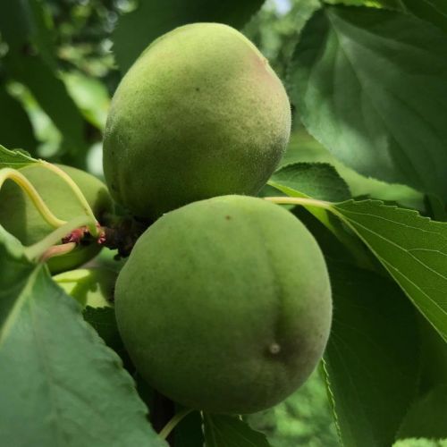 あんず、サワーチェリー、栗。
あんずと...