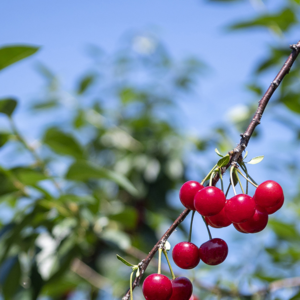 サワーチェリー │ オンラインショップ │ 平松農場 │ 信州おぶせ栗と