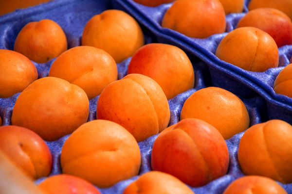 ★mm　信州産　あんず　ハーコット　3kg あんず ハーコット 秀品 3Kg | 高丘フルーツ web
