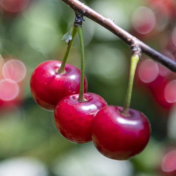 サワーチェリー │ オンラインショップ │ 平松農場 │ 信州おぶせ栗と
